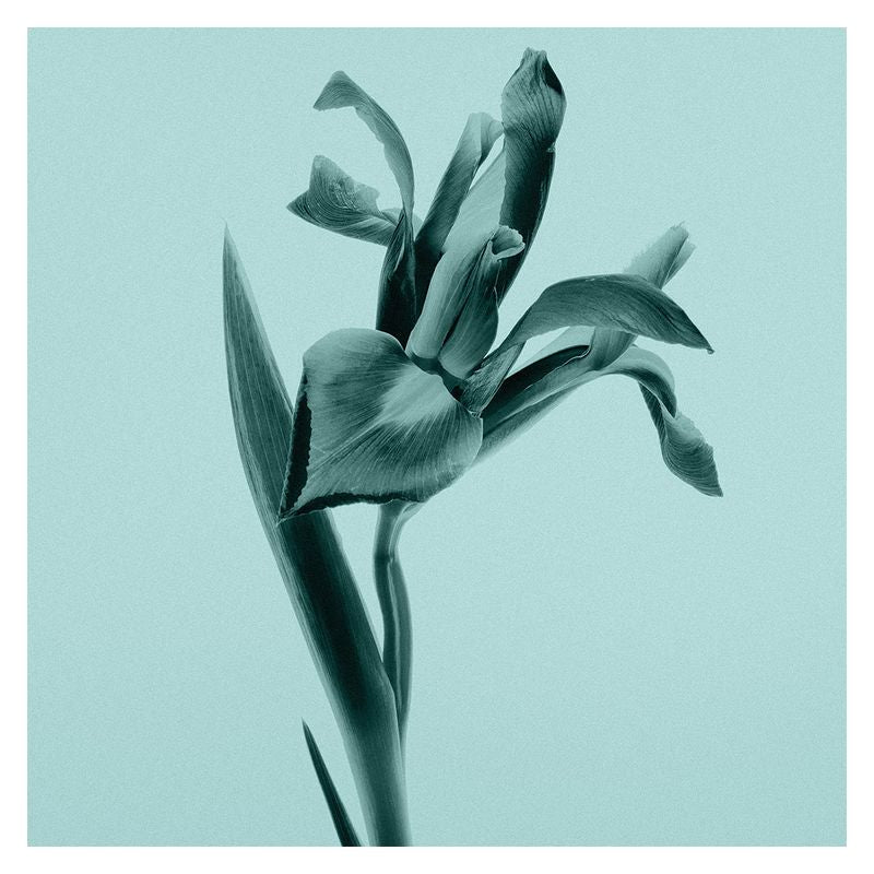 Tiffany Eau De Parfum 50ML